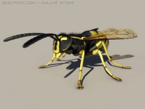 wasp 3D Model