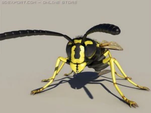wasp 3D Model