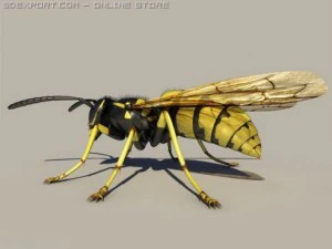 wasp 3D Model