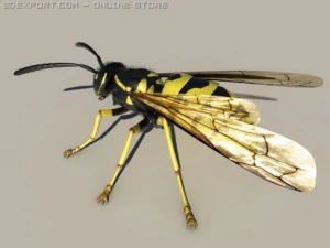 wasp 3D Model