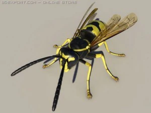 wasp 3D Model