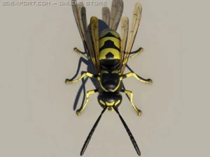 wasp 3D Model