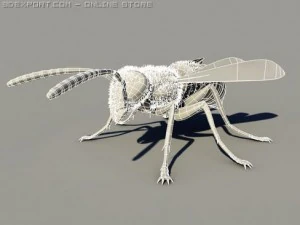 wasp 3D Model