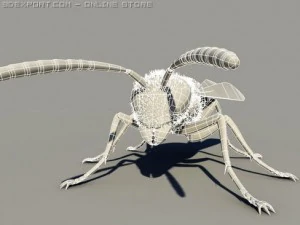 wasp 3D Model