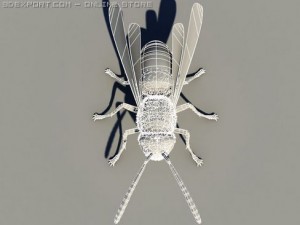 wasp 3D Модель