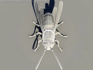 wasp 3D Model