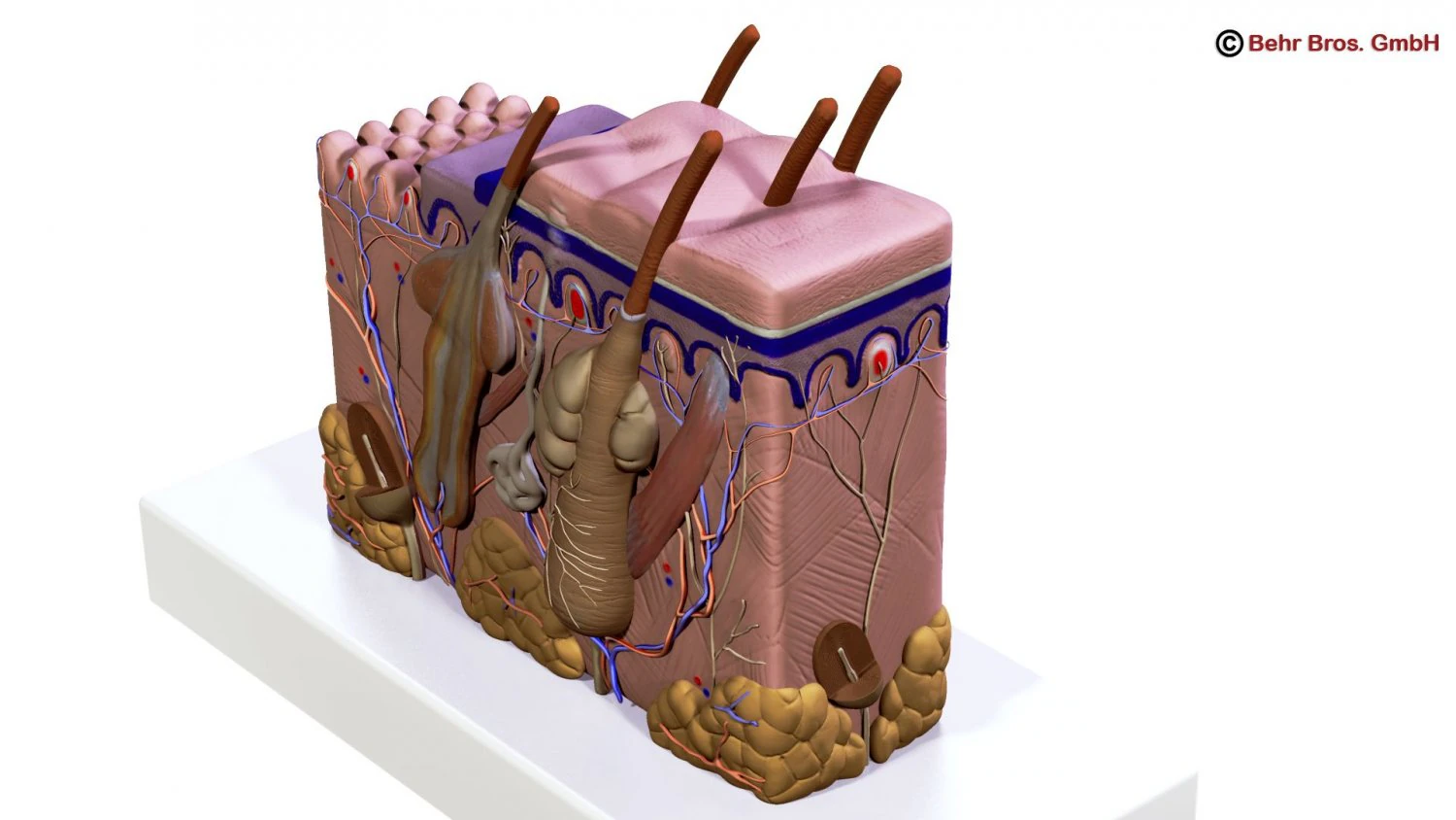 skin 3D Model .c4d .max .obj .3ds .fbx .stl .blend