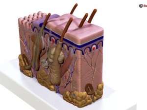 skin 3D Model