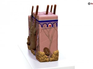 skin 3D Model