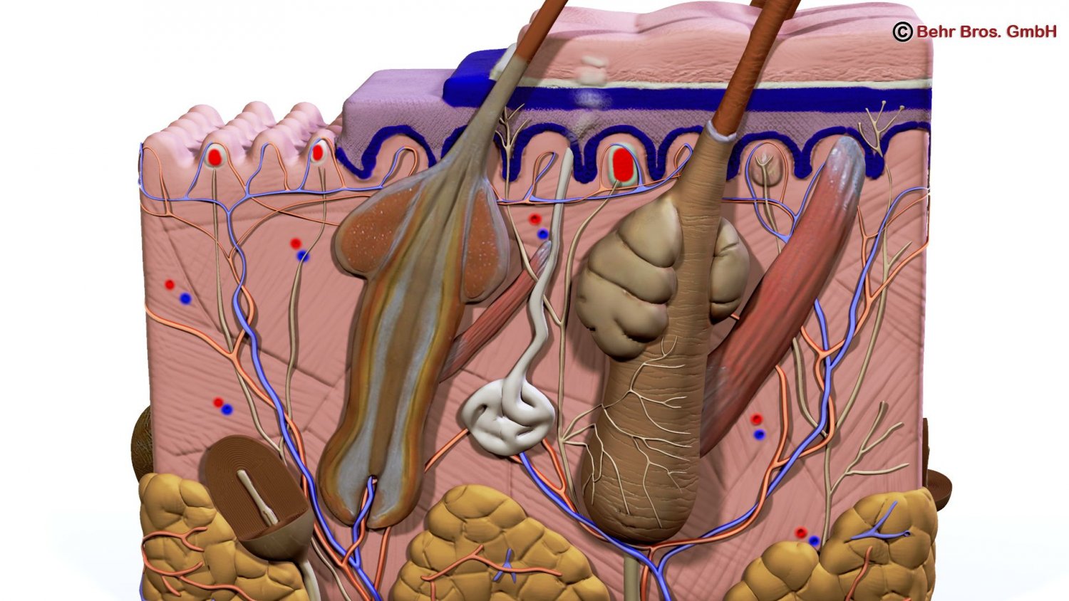 Skin 3D Model in Anatomy 3DExport