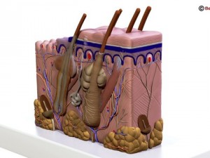 skin 3D Model