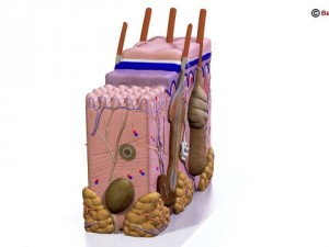 skin 3D Model