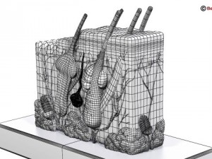 skin 3D Model