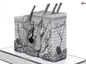 skin 3D Model