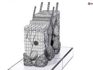 skin 3D Model