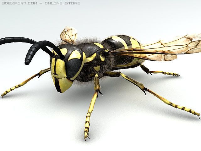 wasp Modelo 3D .c4d .max .obj .3ds .fbx .stl .blend 