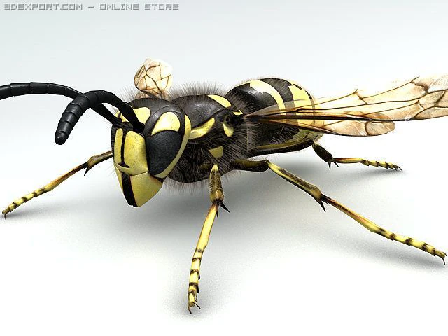 wasp 3D Model .c4d .max .obj .3ds .fbx .stl .blend 