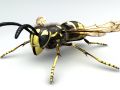 wasp 3D 모델