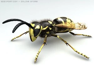 wasp 3D Model