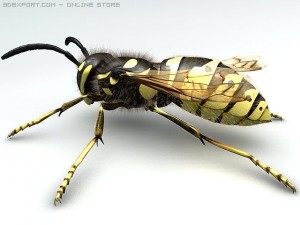 wasp Modelo 3D