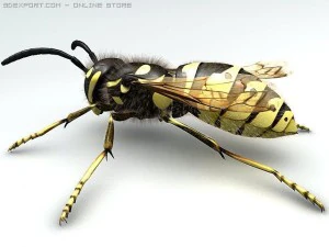 wasp 3D Model