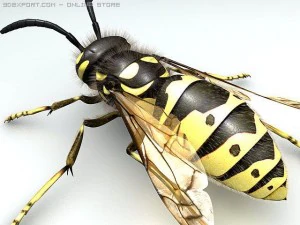 wasp 3D Model