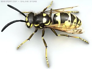 wasp 3D Model