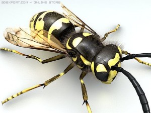 wasp Modelo 3D