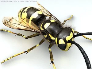 wasp 3D Model