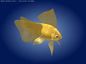goldfish 3Dモデル