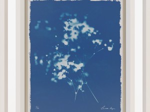 charlotte morgan wild meadow flowers 2 3Dモデル