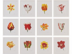 charlotte morgan watercolour tulips Model 3D
