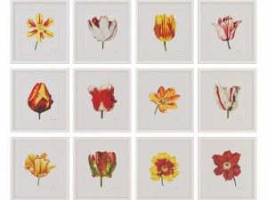 シャーロット・モーガンの水彩画のチューリップ 3Dモデル