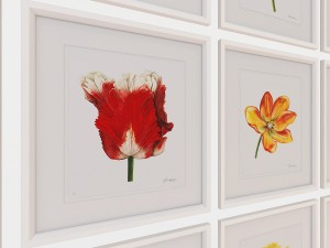 charlotte morgan watercolour tulips 3D-Modell