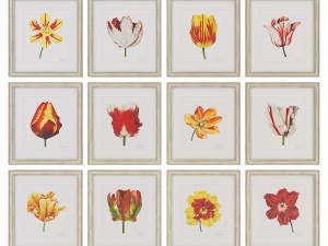 charlotte morgan watercolour tulips 3D-Modell