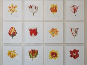 charlotte morgan watercolour tulips 3D-Modell