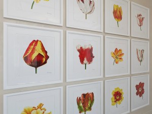 charlotte morgan watercolour tulips 3D-Modell