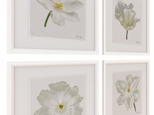 charlotte morgan white watercolour tulips Model 3D