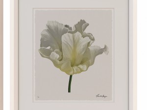 charlotte morgan white watercolour tulips Model 3D