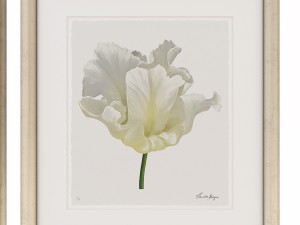 charlotte morgan white watercolour tulips Model 3D