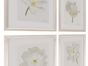 charlotte morgan white watercolour tulips Model 3D