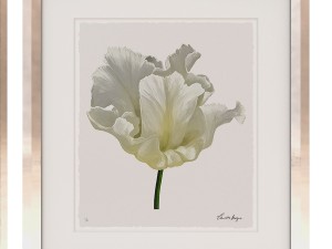 charlotte morgan white watercolour tulips Model 3D