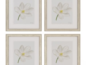 charlotte morgan white watercolour tulips Model 3D