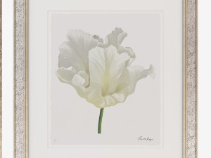 charlotte morgan white watercolour tulips Model 3D
