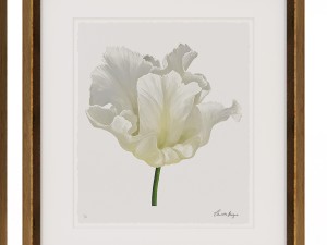charlotte morgan white watercolour tulips Model 3D