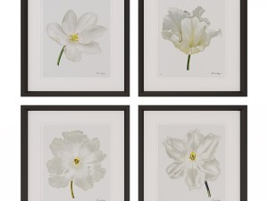 charlotte morgan white watercolour tulips Model 3D