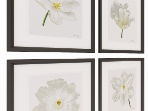 charlotte morgan white watercolour tulips Model 3D