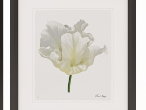 charlotte morgan white watercolour tulips Model 3D
