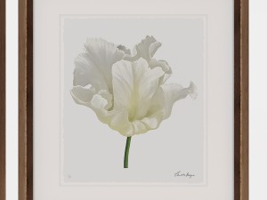 charlotte morgan white watercolour tulips Model 3D