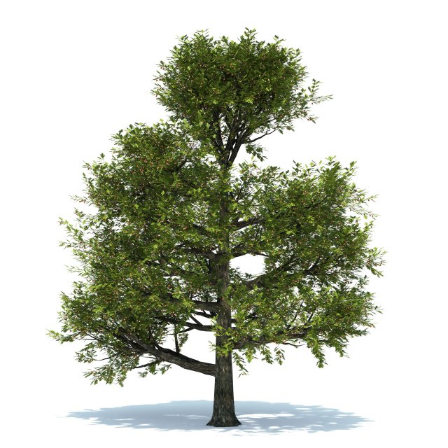 oak tree 3D Model .c4d .max .obj .3ds .fbx .stl .blend 